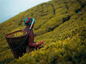 Word of Today∣International Tea Day