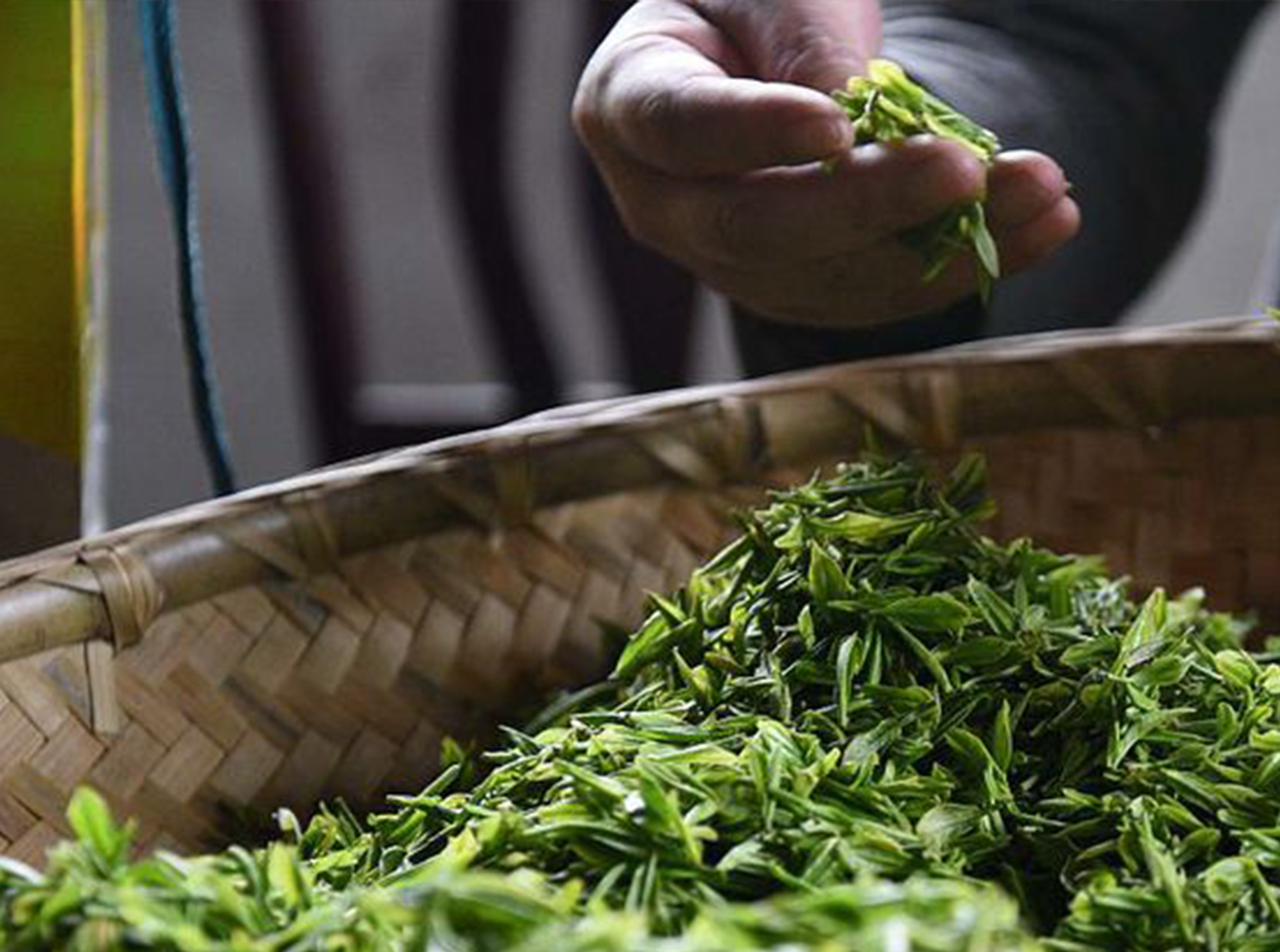 Chinese Famous Tea ——Taiping hou Kui (2)