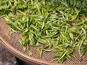 All About Anji Bai Cha Green Tea