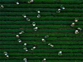 Embrace the Essence of Spring: Exploring the Delights of Biluochun Green Tea