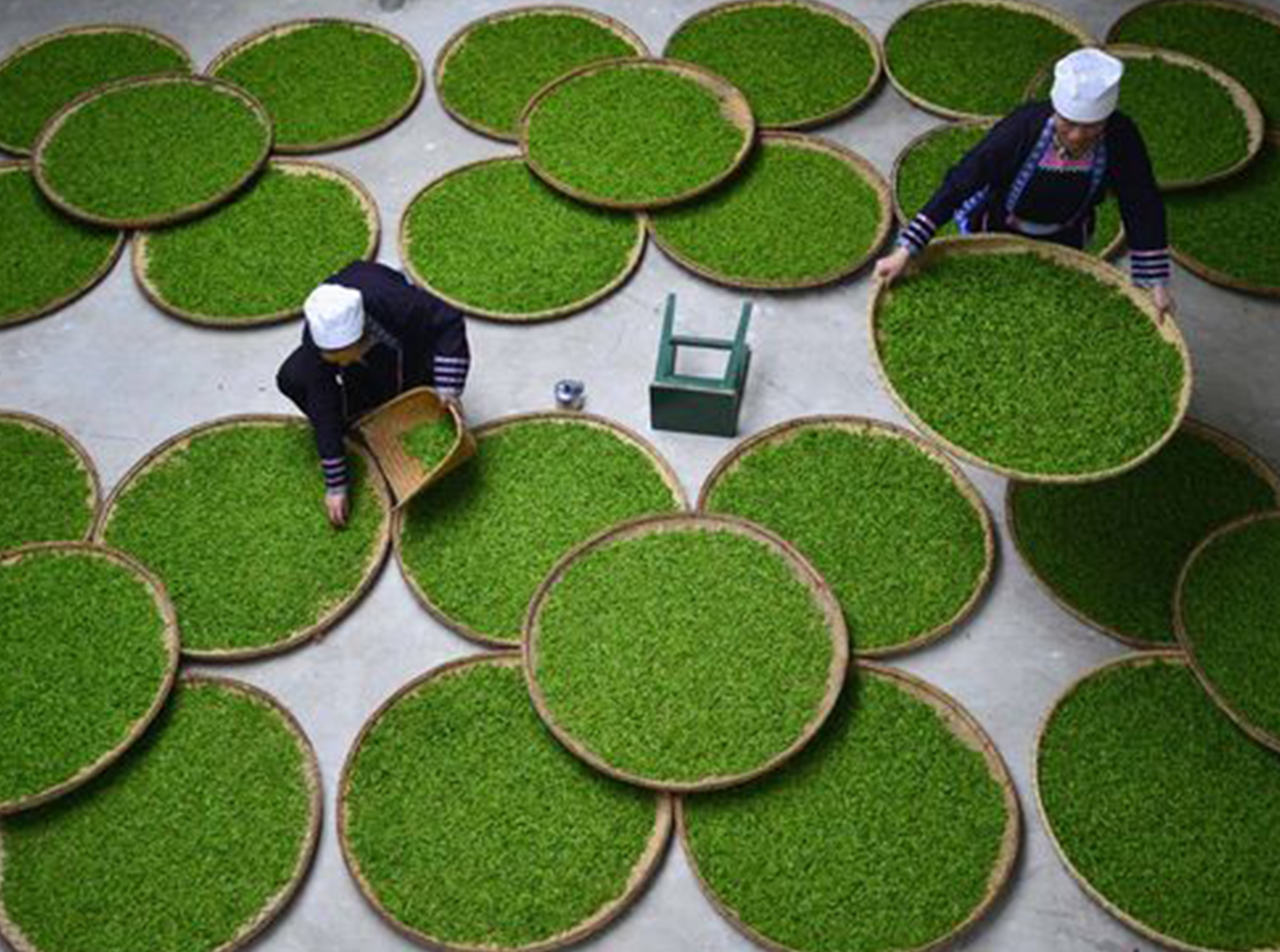 History and Culture of Xihu Longjing Tea