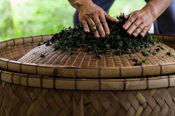 Steps Of Correctly Brewing White Tea