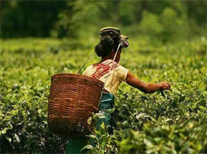 Longjing  tea