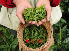 The Culture and Production Process of Longjing Green Tea