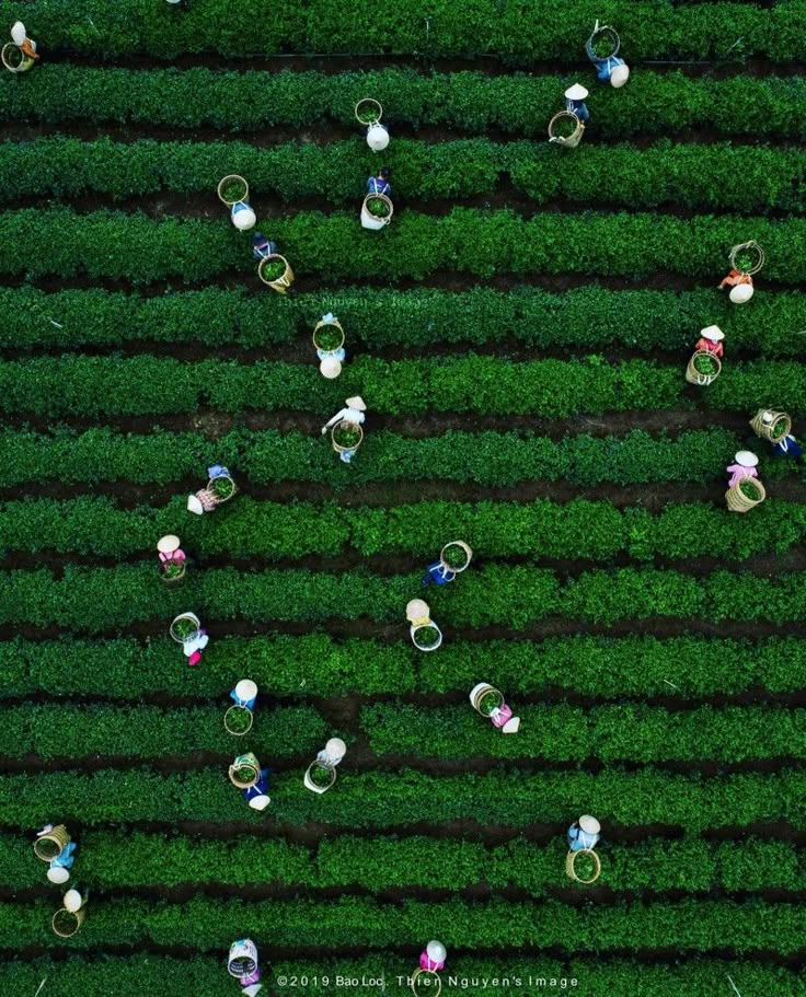 Chinese Tea