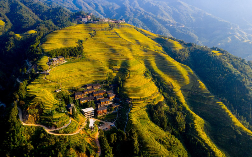 Terraced Fields