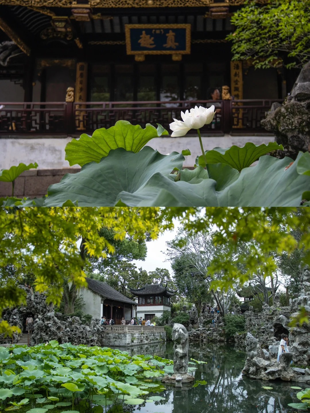Lion Grove