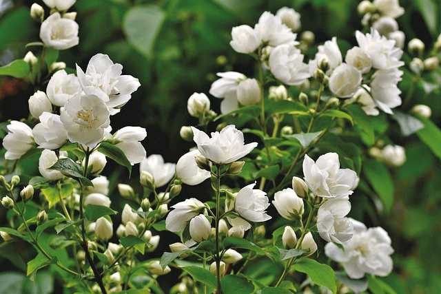jasmine tea