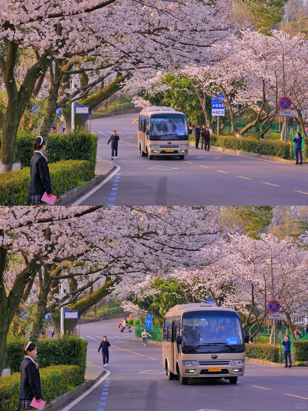 Cherry blossoms