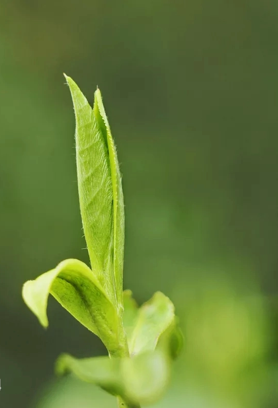  White Tea